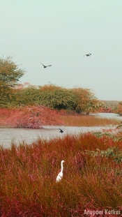 Wetland, Blackbuck National Park, Velavadar