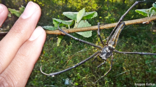 Golden Orb Weaving / Giant Wood Spider Size