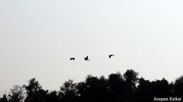 Whistling Ducks, Tadoba-Andhari National Park