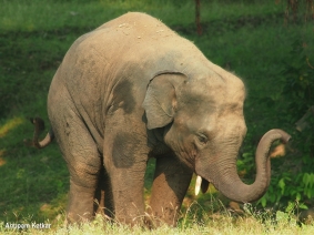 Elephant calf throwing a tantrum