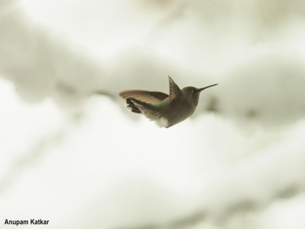 Anna's hummingbird in heavy snowfall