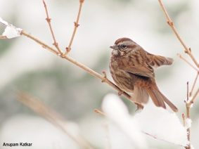 Song sparrow portrait