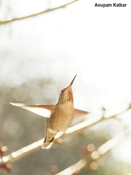 Hummingbird, backlit